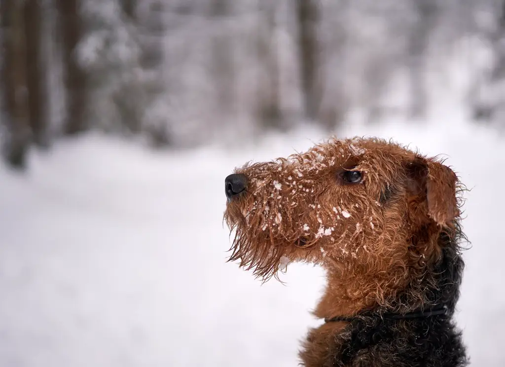Airedale Terrier im Porträt