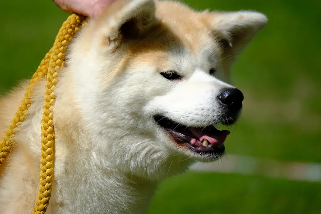 Akita Inu im Porträt