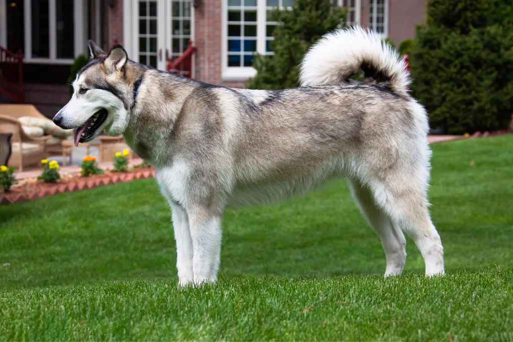 Alaskan Malamute im Porträt