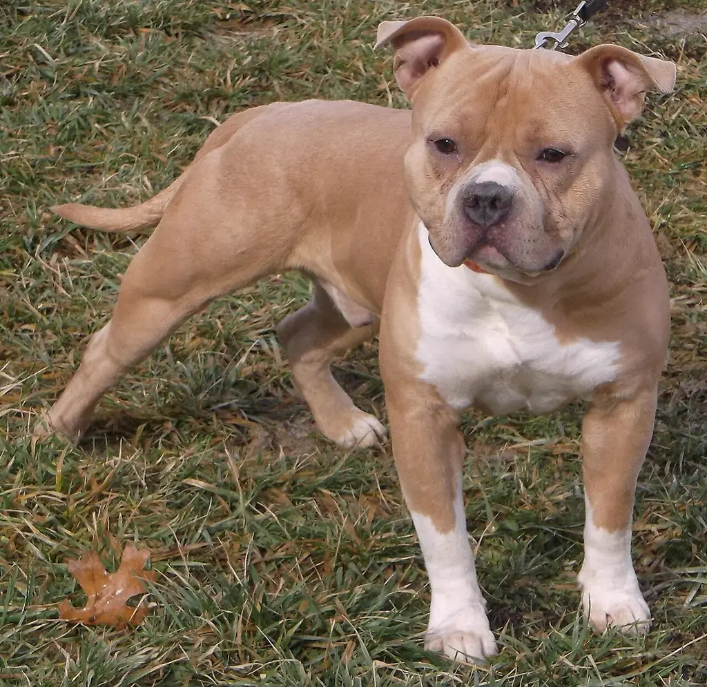 American Bully im Porträt