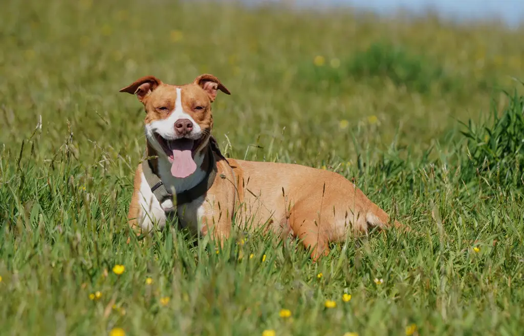 American Pit Bull Terrier im Porträt