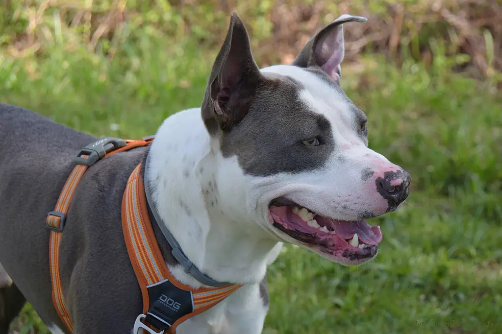 American Staffordshire Terrier im Porträt