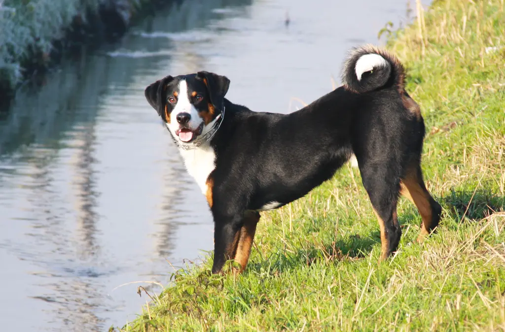Appenzeller Sennenhund im Porträt