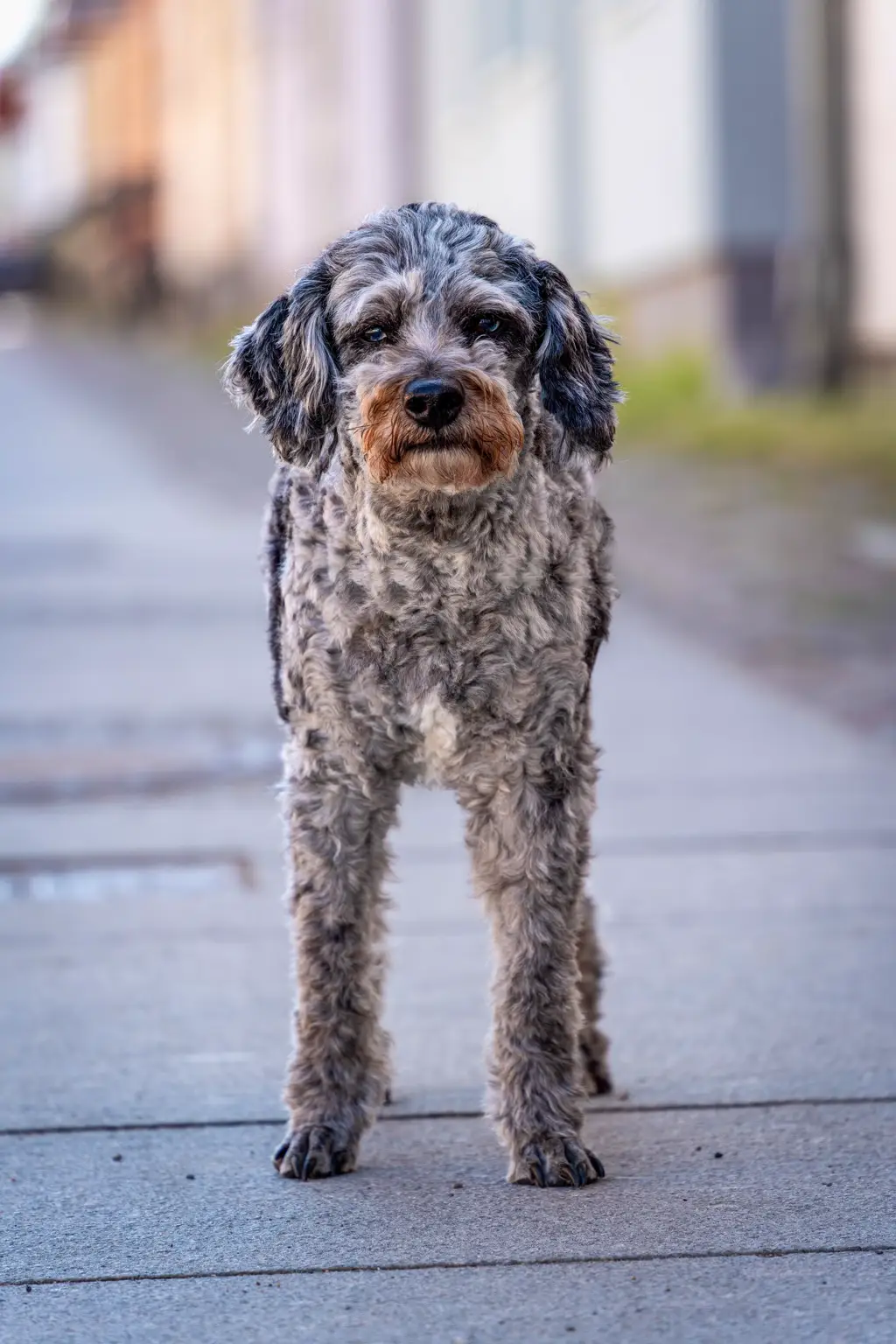 Aussiedoodle im Porträt