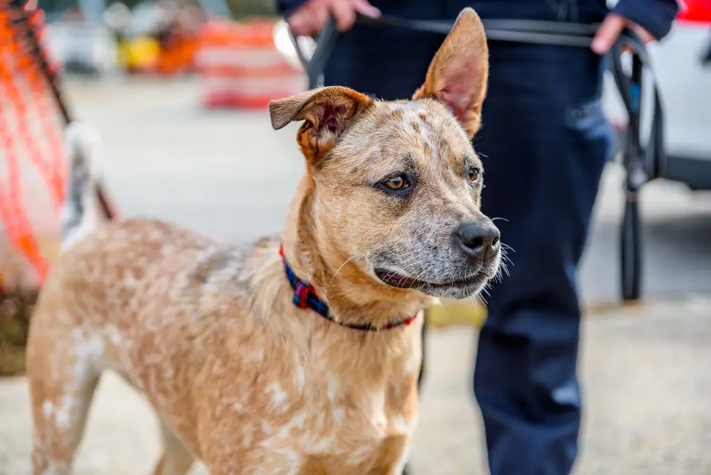 Australian Cattle Dog im Porträt