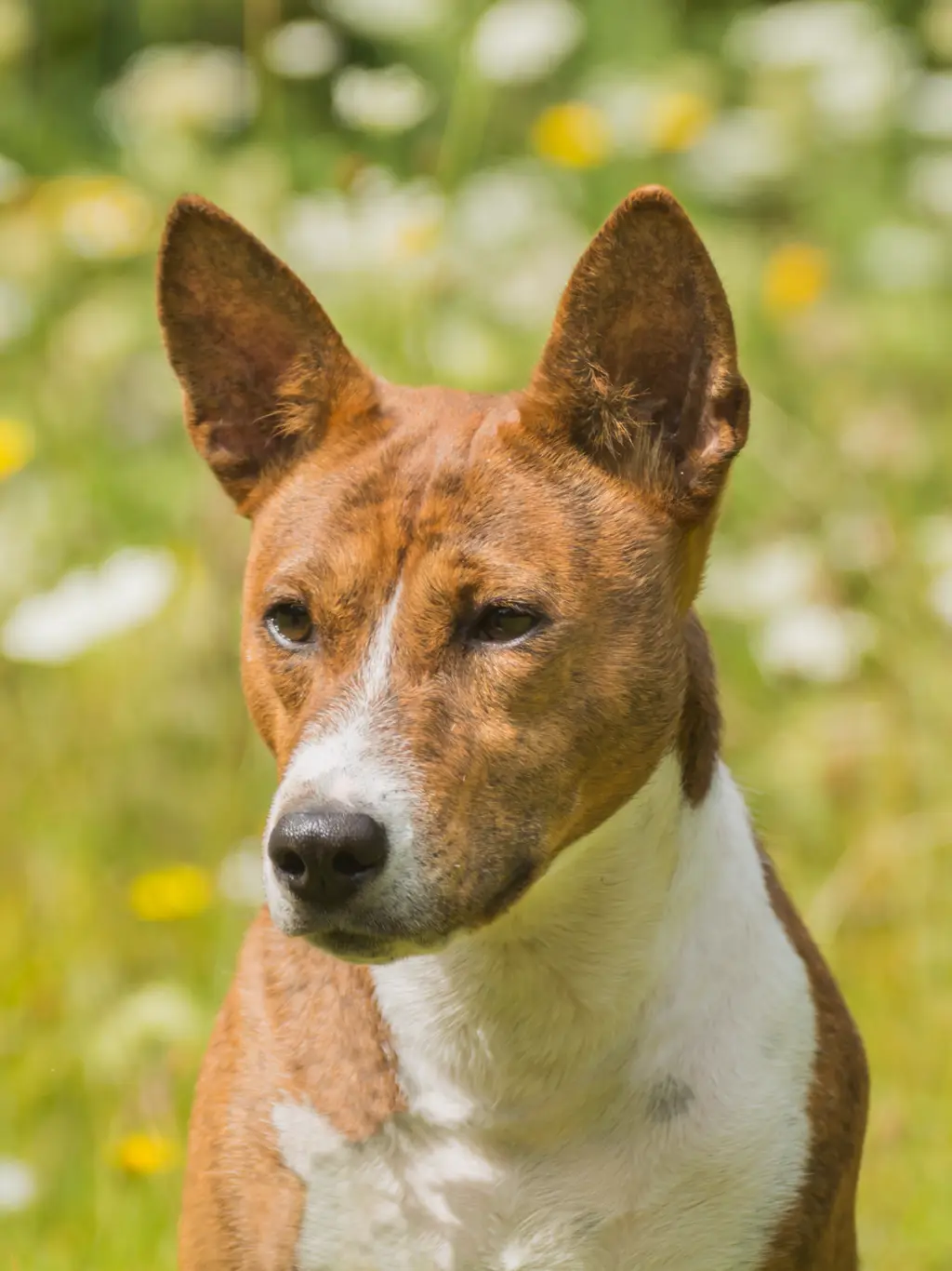 Basenji im Porträt