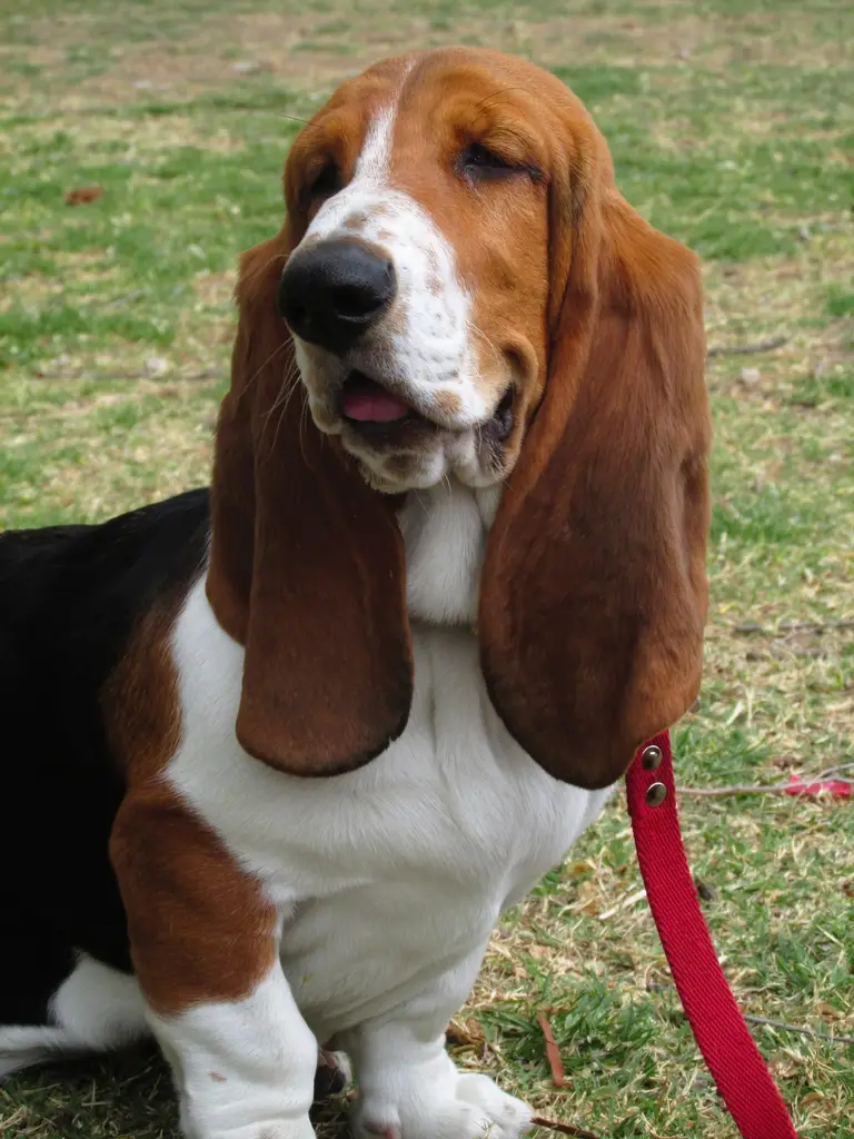 Basset Hound im Porträt