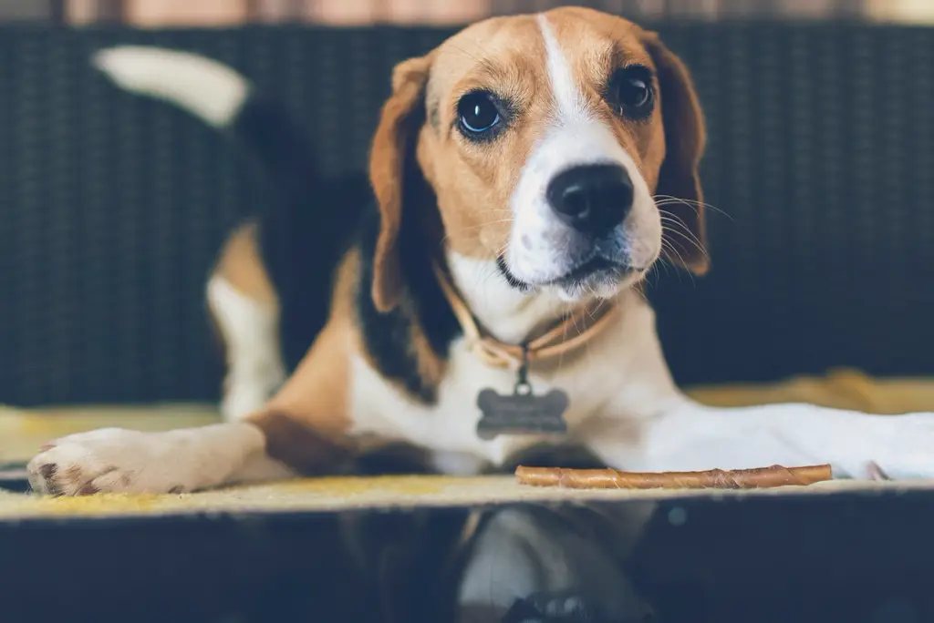 Beagle im Porträt