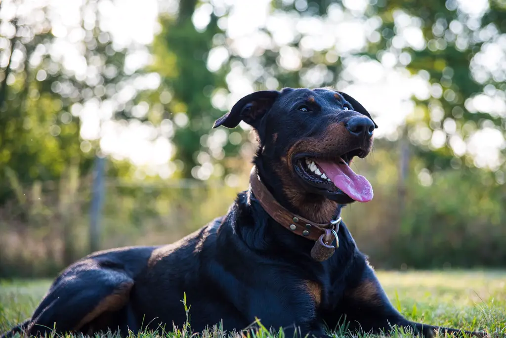 Beauceron im Porträt