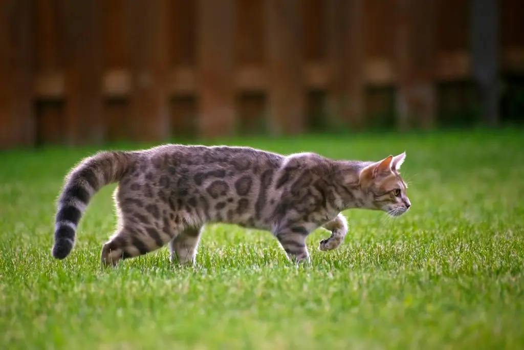 Bengal im Porträt