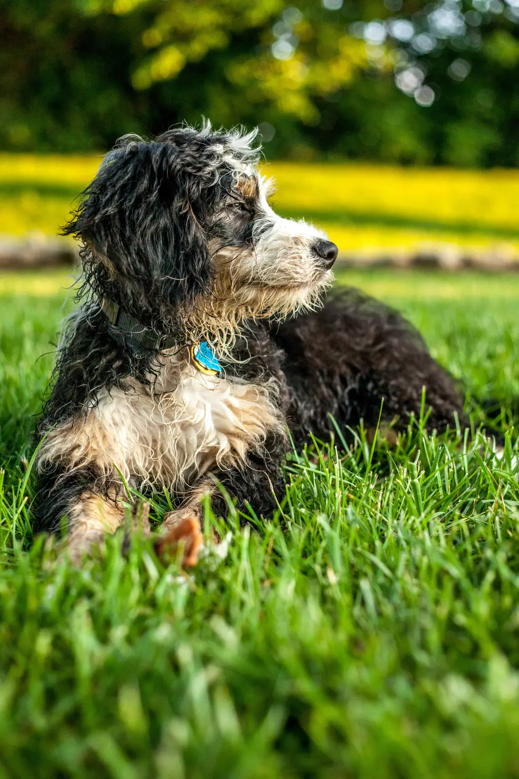 Bernedoodle im Porträt