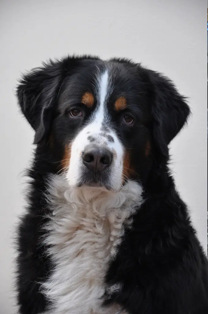 Berner Sennenhund im Porträt