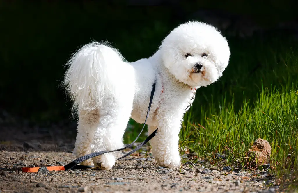 Bichon Frisé im Porträt