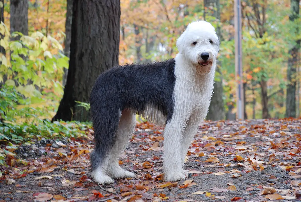 Bobtail im Porträt