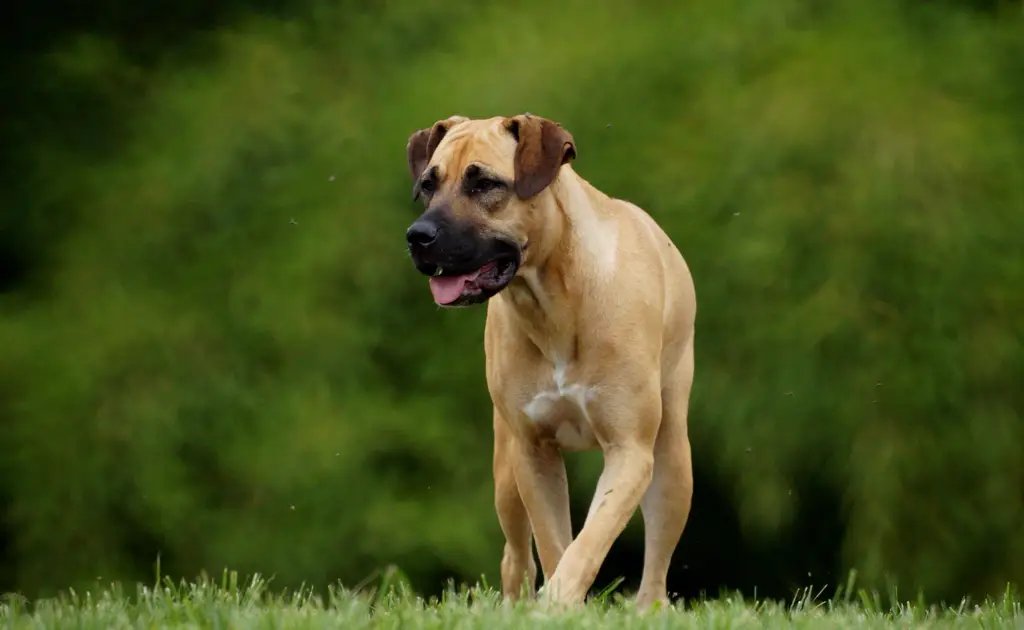 Boerboel im Porträt