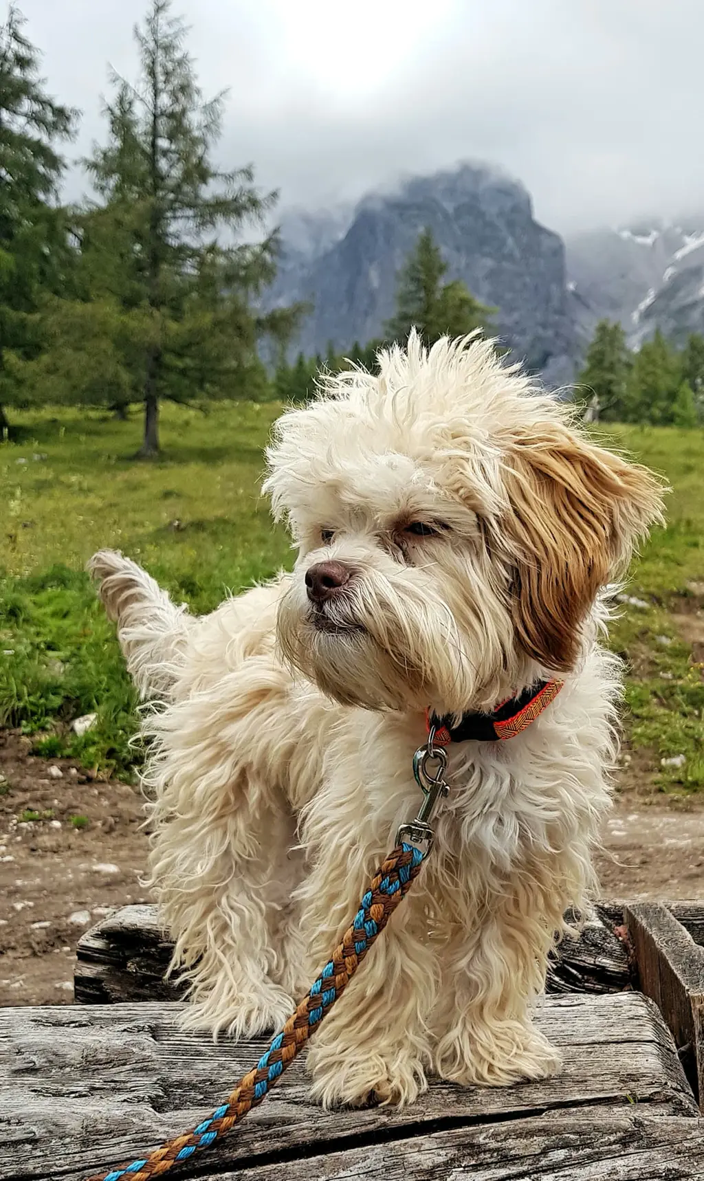 Bolonka Zwetna im Porträt