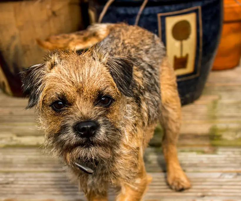 Border Terrier im Porträt