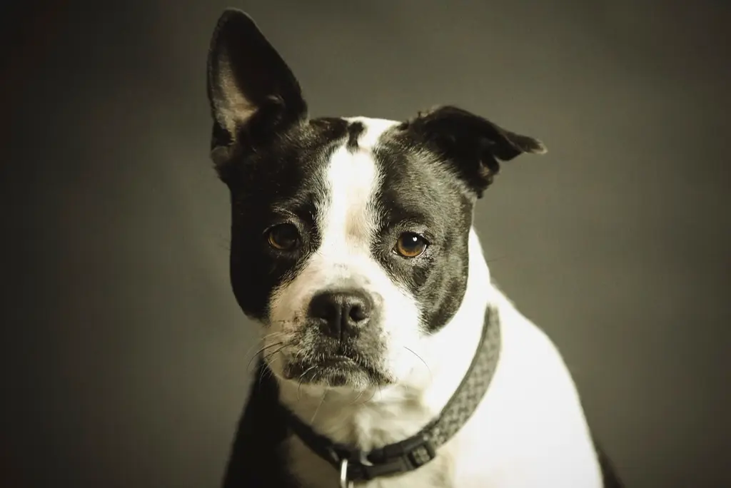 Boston Terrier im Porträt