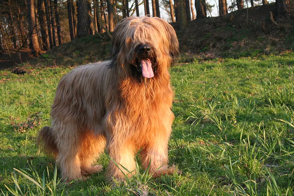 Briard im Porträt