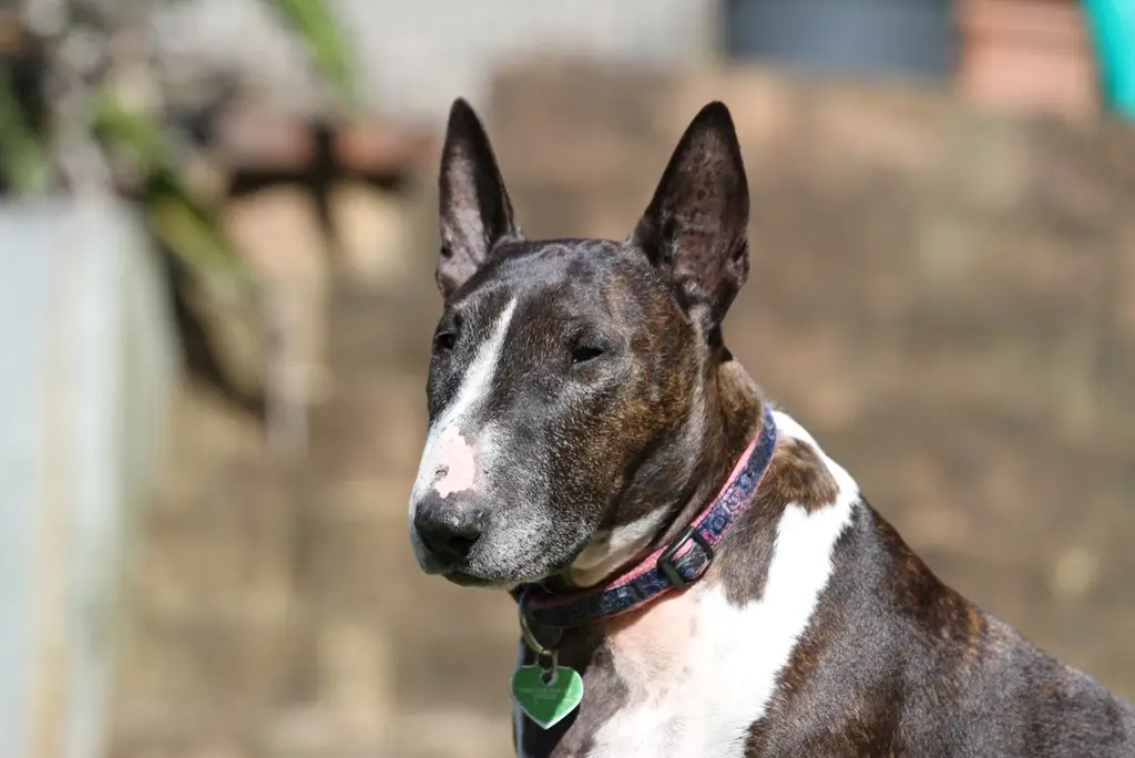 Bullterrier im Porträt