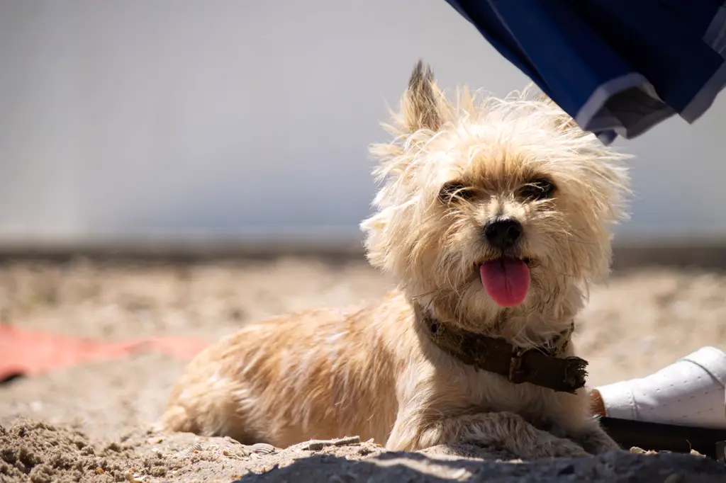 Cairn Terrier im Porträt
