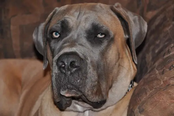 Cane Corso im Porträt