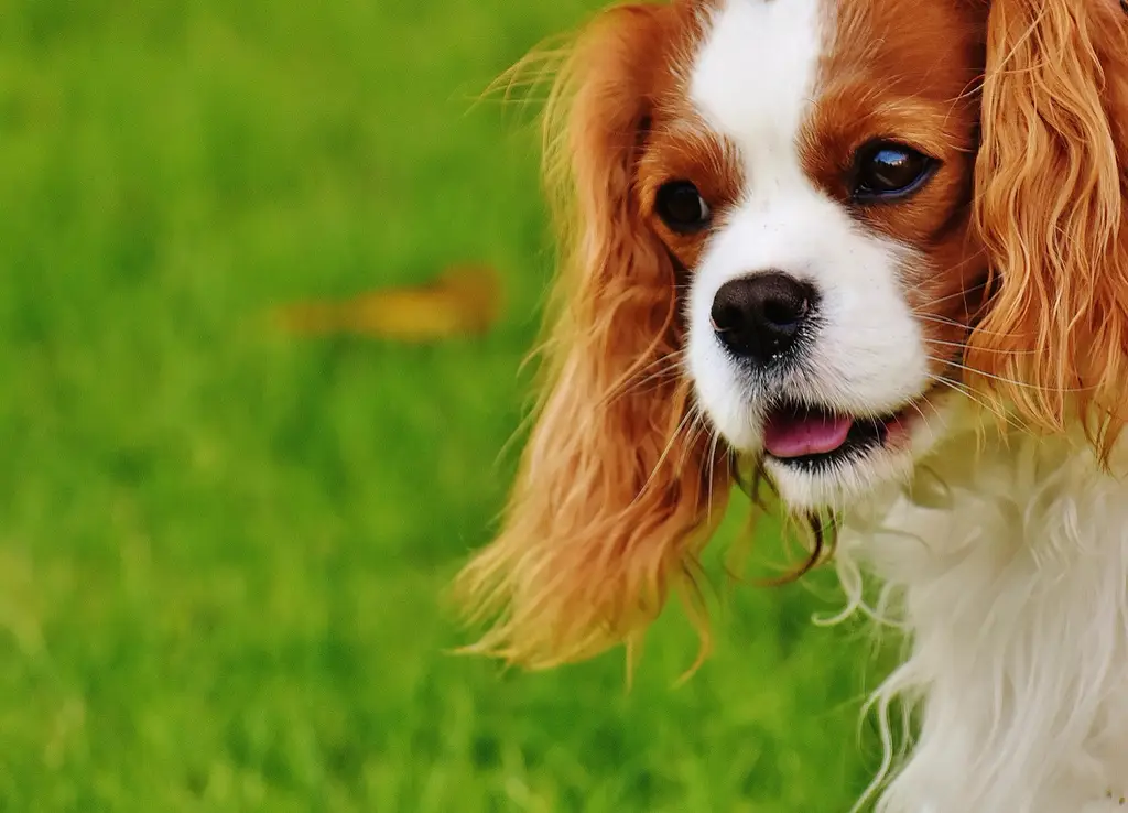 Cavalier King Charles Spaniel im Porträt