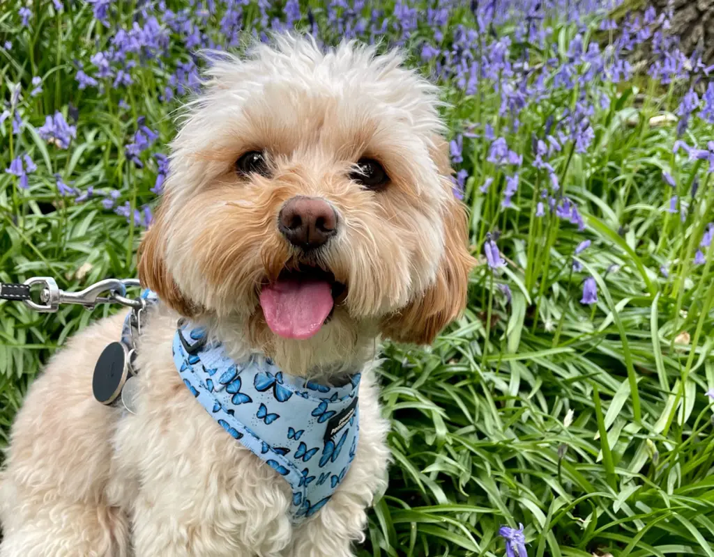 Cavapoo im Porträt