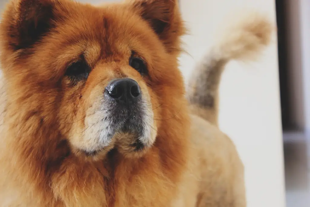 Chow Chow im Porträt