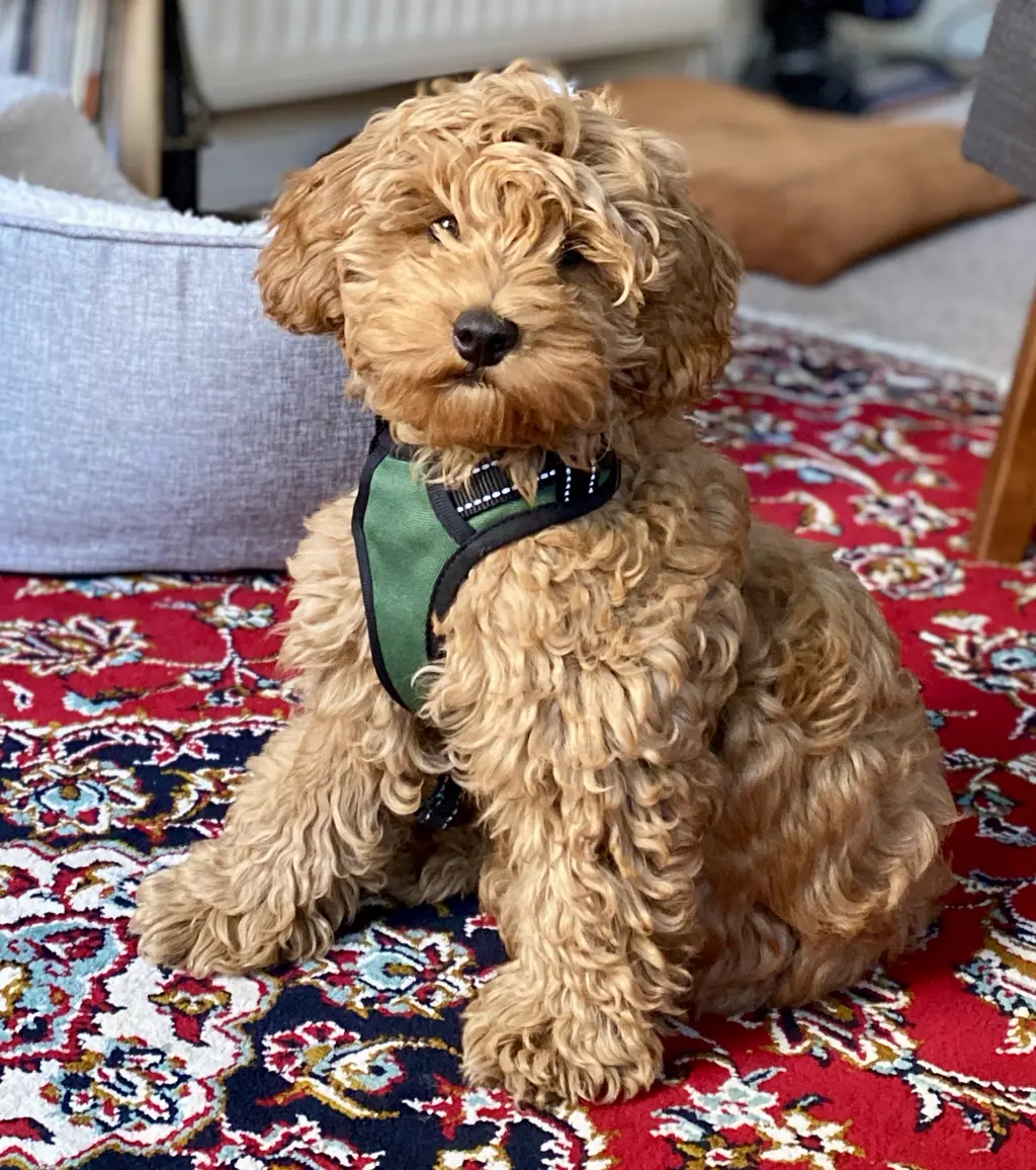 Cockapoo im Porträt