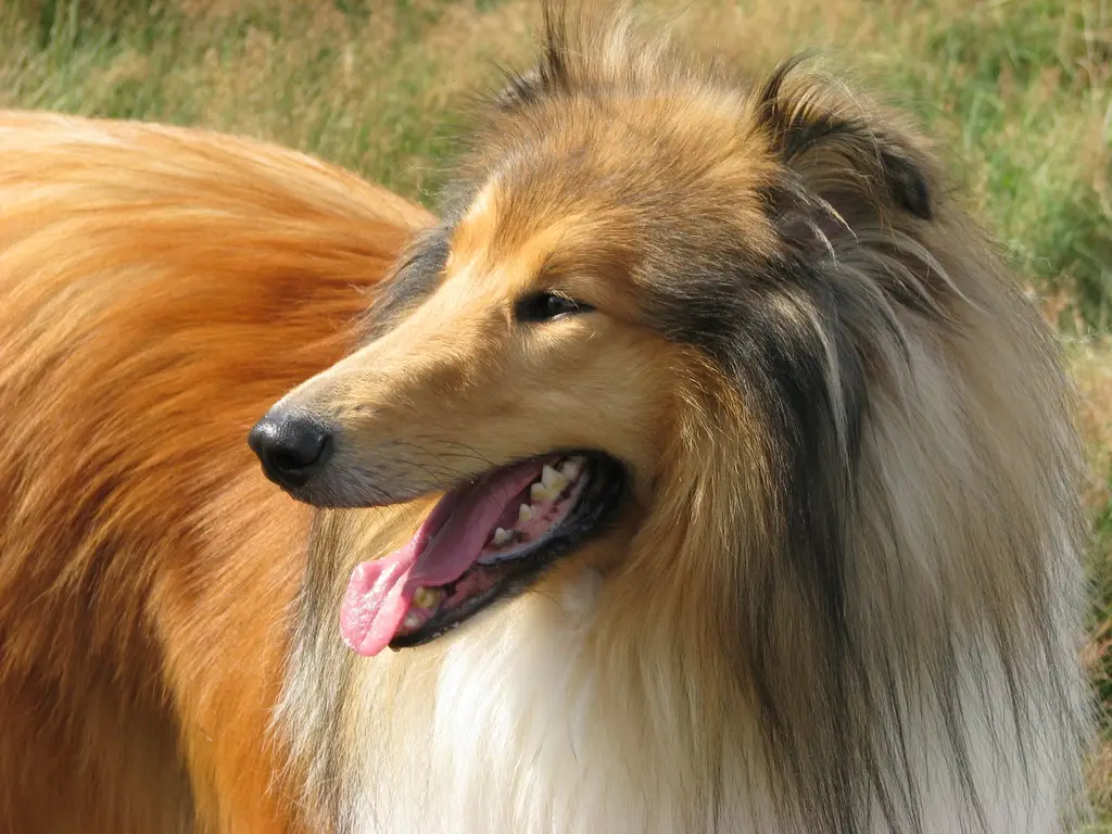 Collie im Porträt