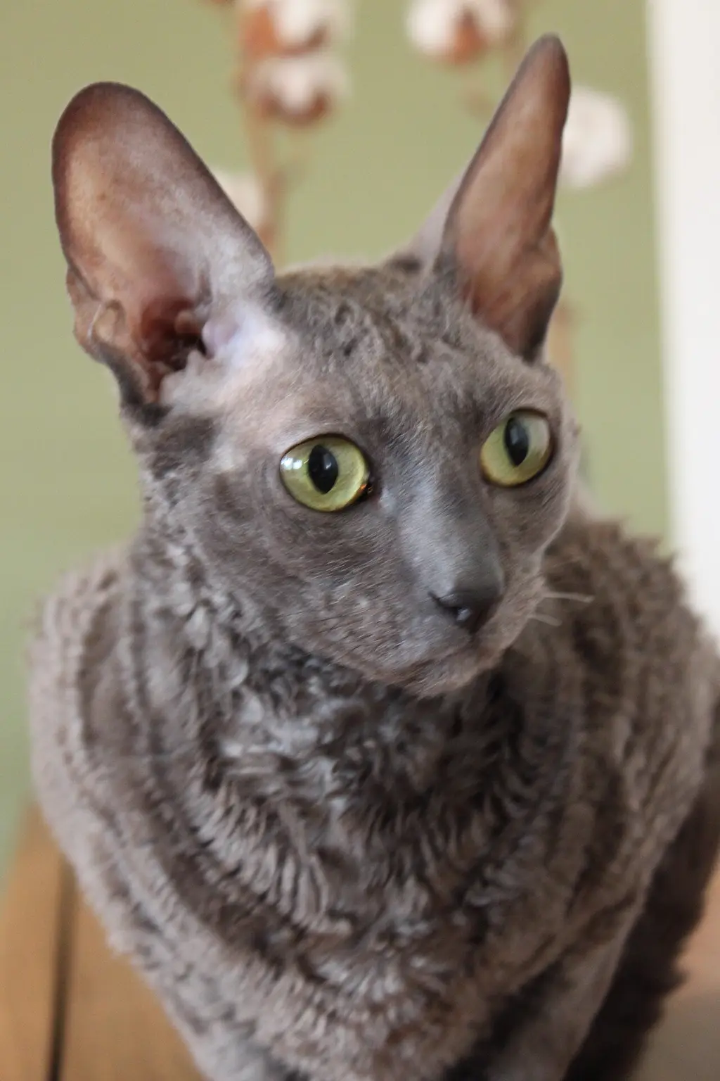 Cornish Rex im Porträt