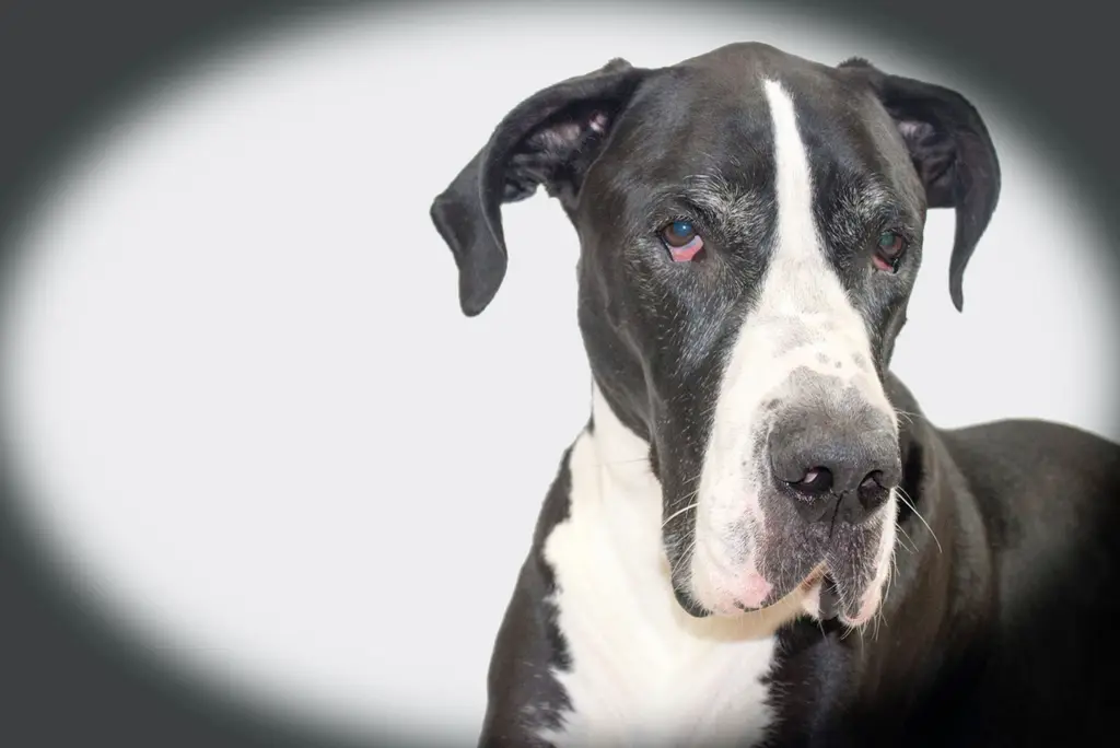 Deutsche Dogge im Porträt