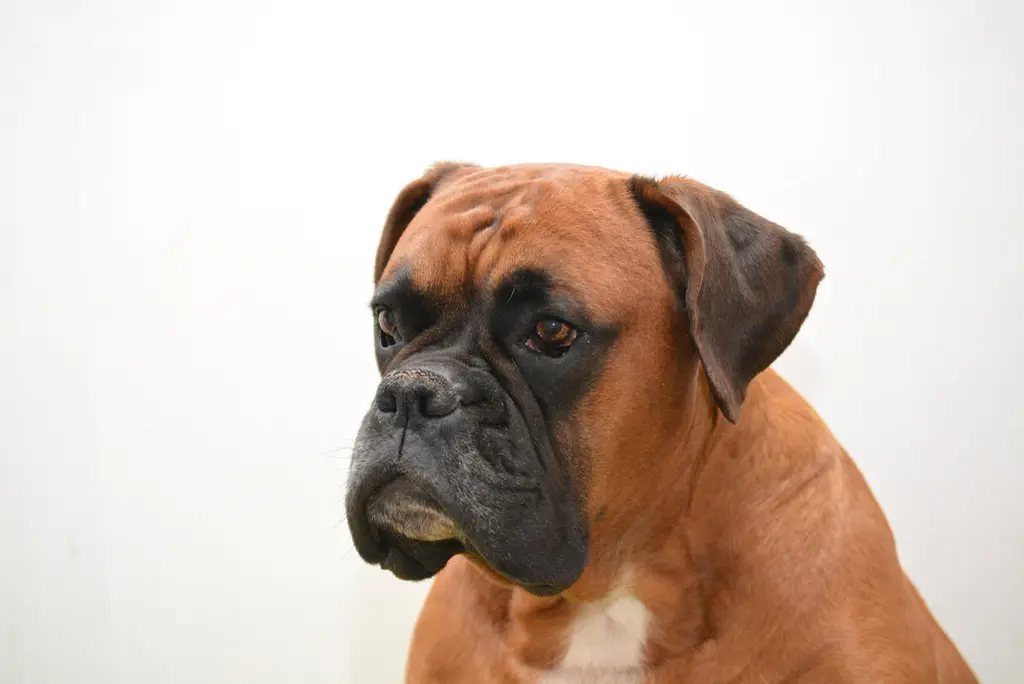 Deutscher Boxer im Porträt