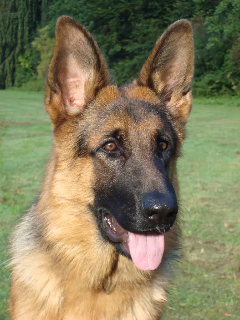 Deutscher Schäferhund