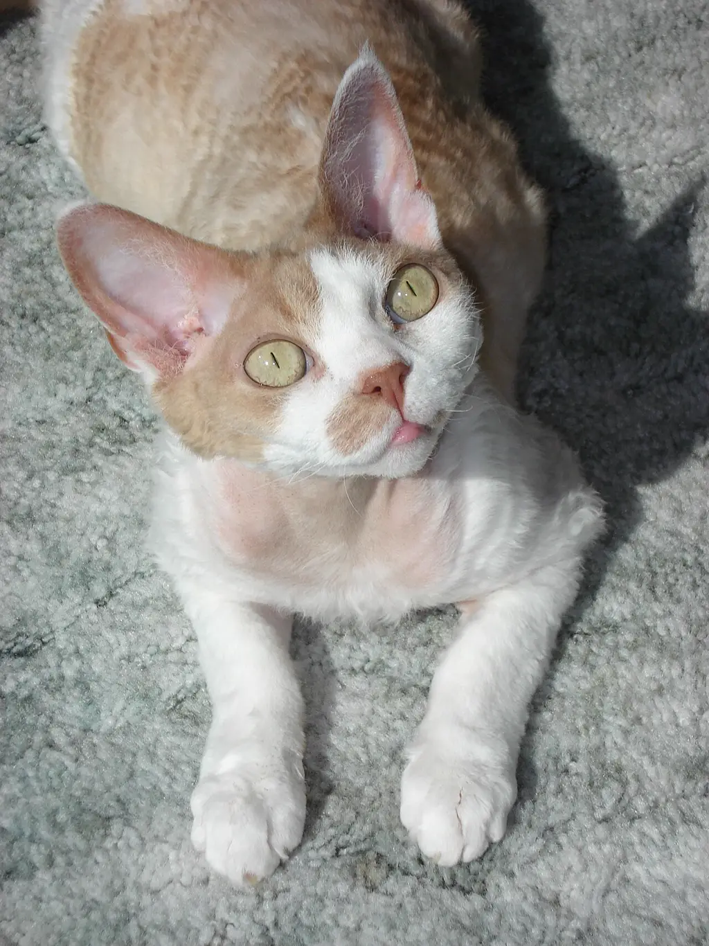 Devon Rex im Porträt