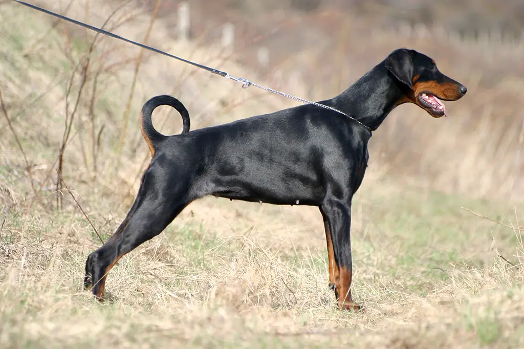 Dobermann im Porträt
