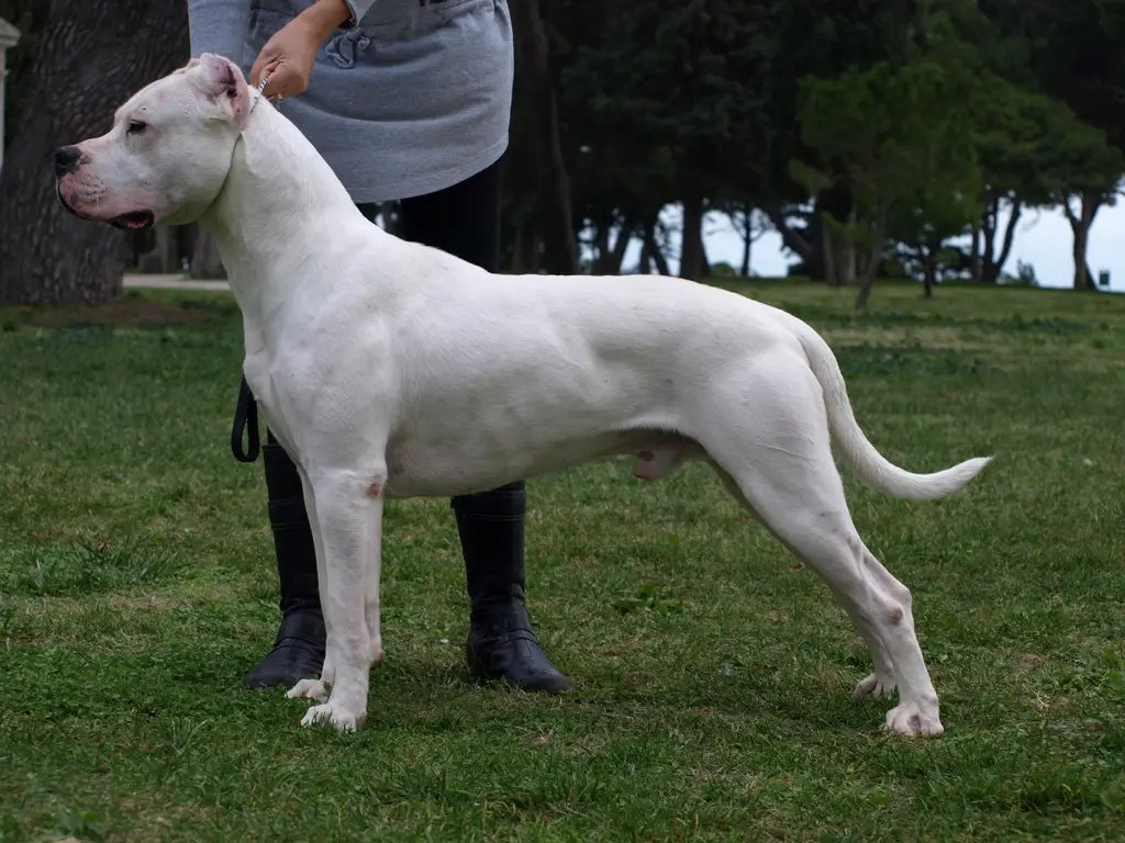 Dogo Argentino im Porträt