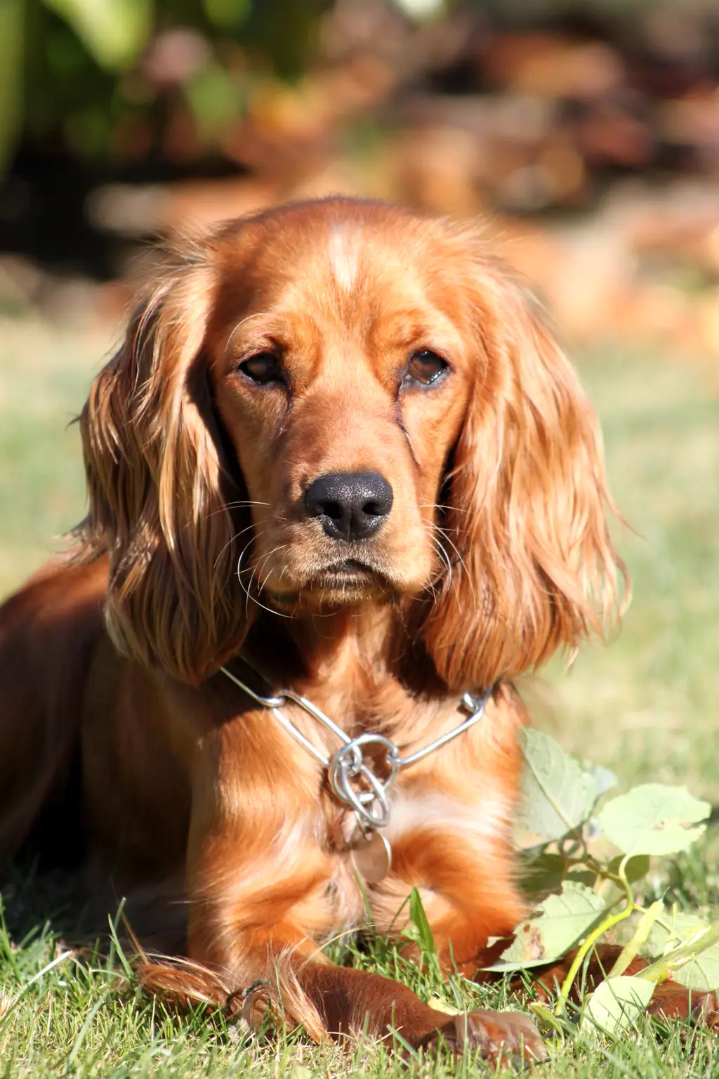 English Cocker Spaniel im Porträt