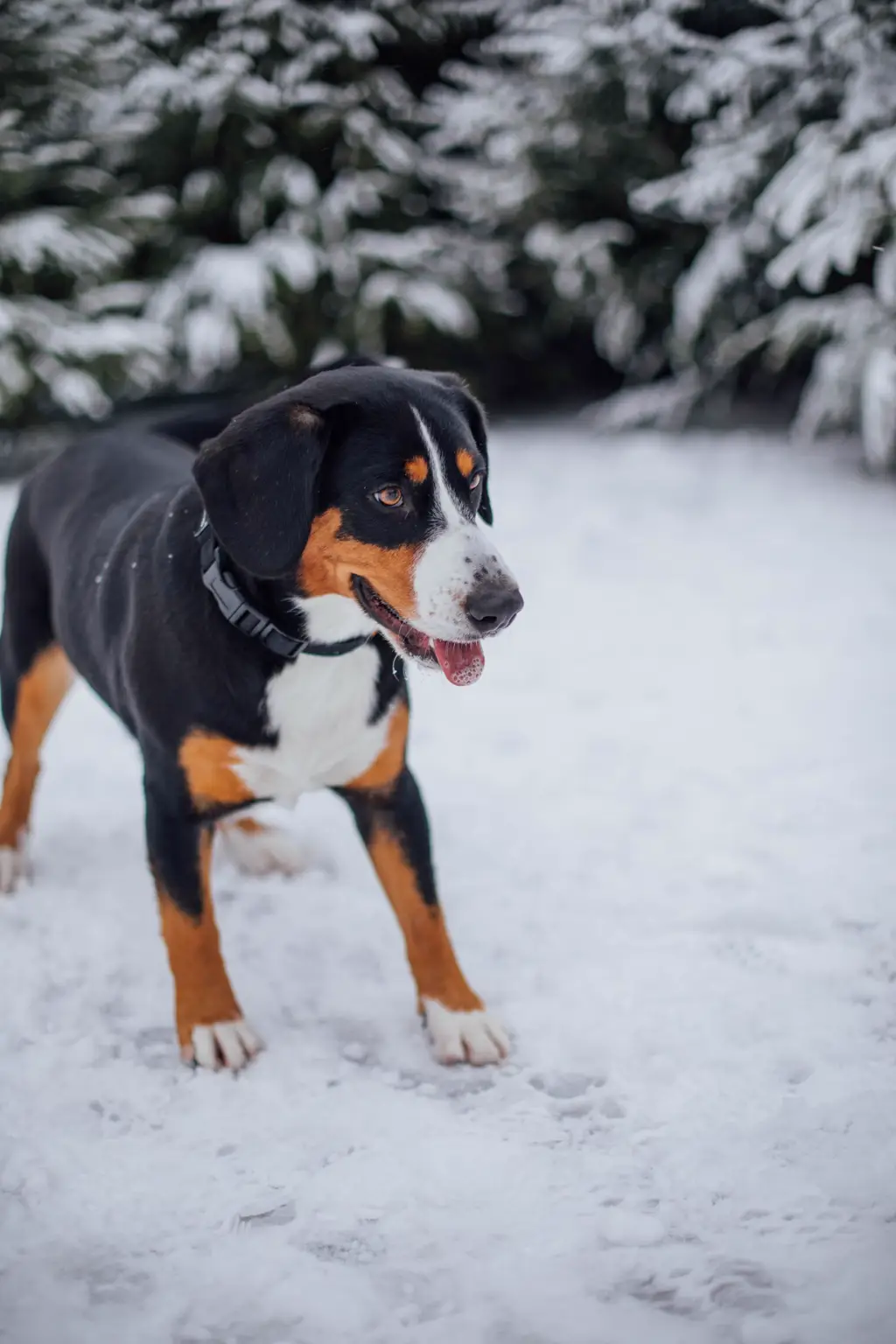 Entlebucher Sennenhund im Porträt