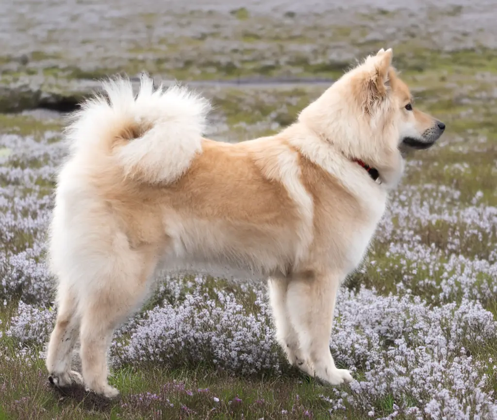 Eurasier im Porträt