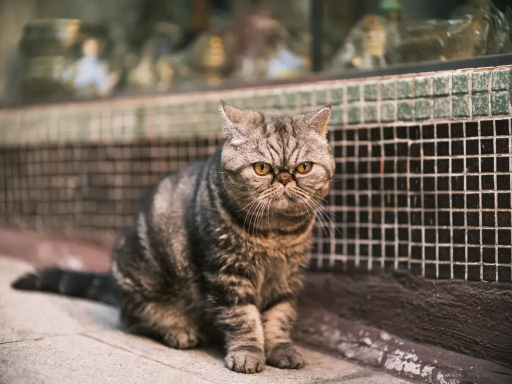 Exotic Shorthair im Porträt