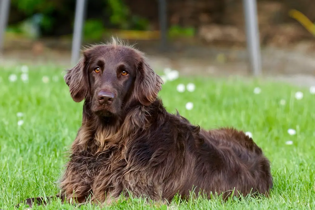 Flat Coated Retriever im Porträt