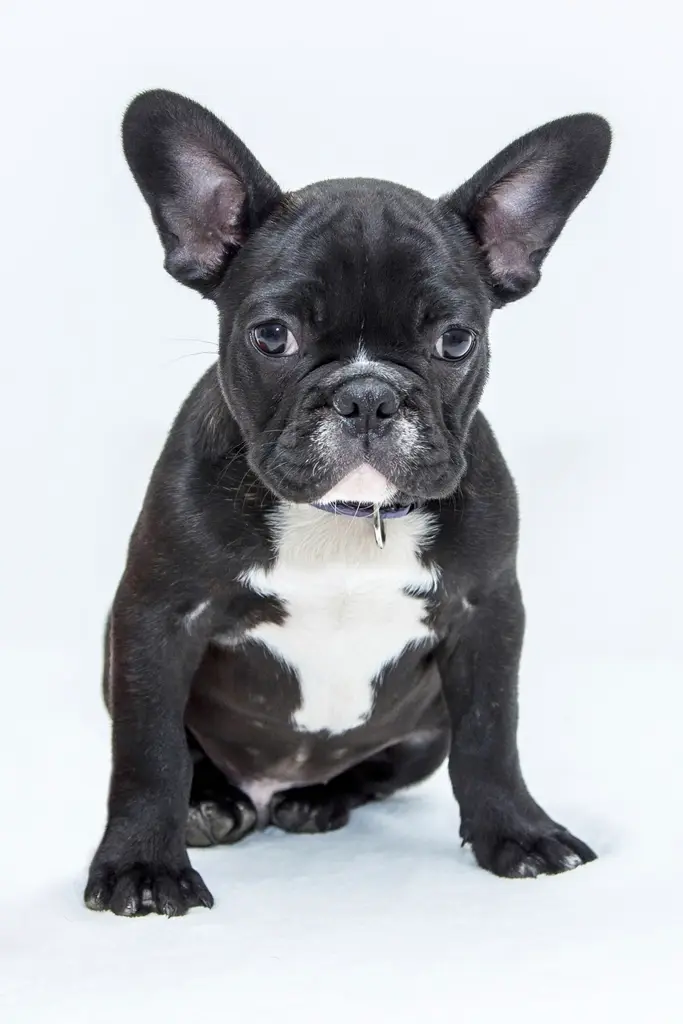 Französische Bulldogge im Porträt