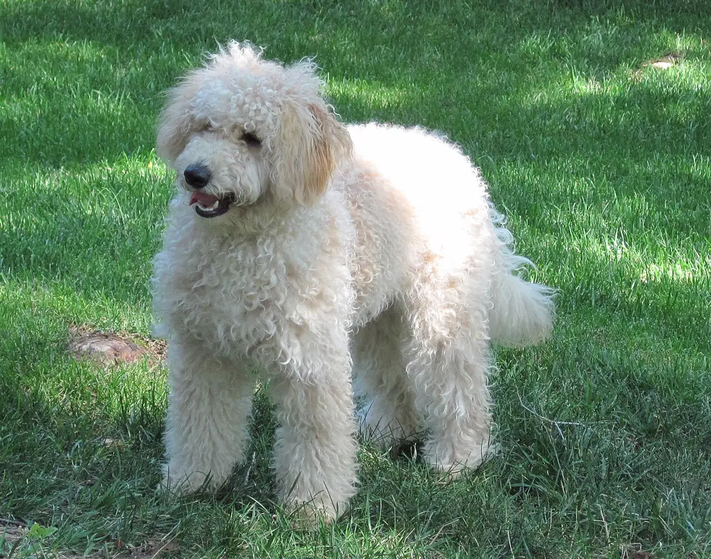 Goldendoodle im Porträt