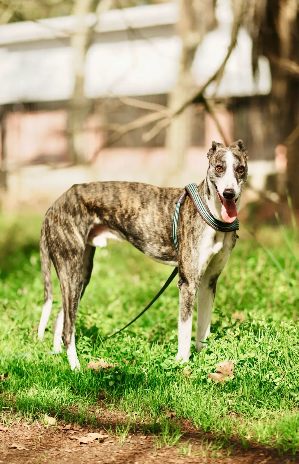 Greyhound im Porträt