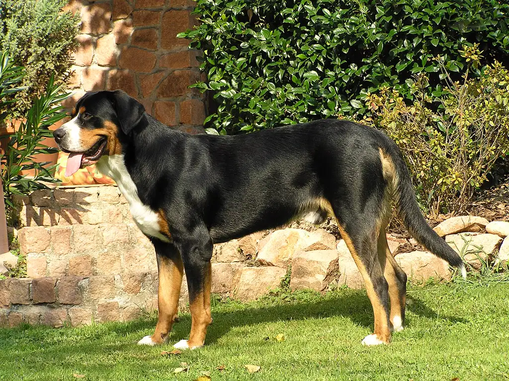 Großer Schweizer Sennenhund im Porträt