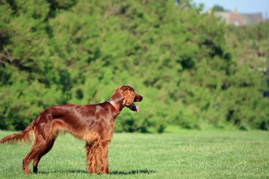 Irish Setter im Porträt