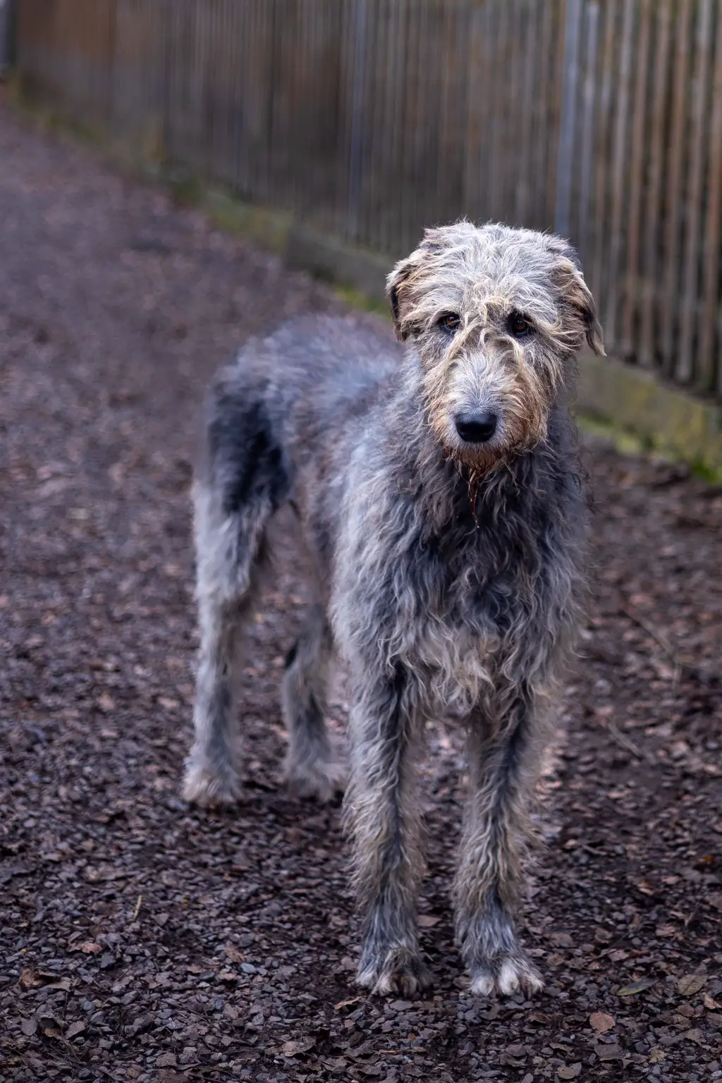 Irish Wolfhound im Porträt