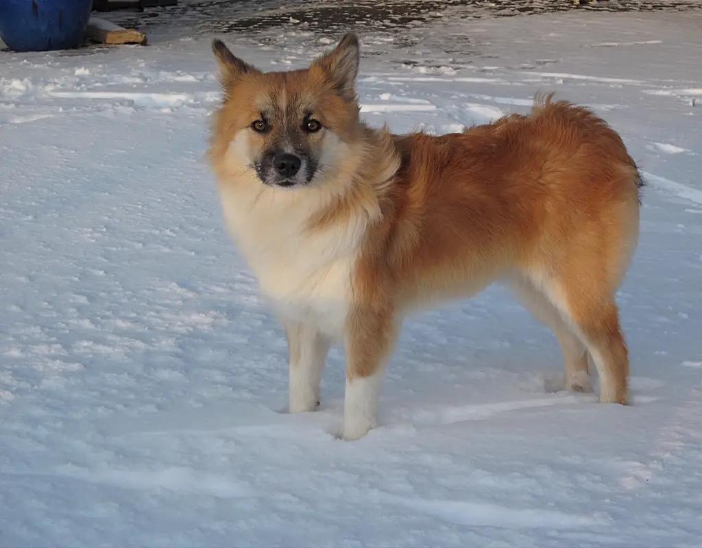 Islandhund im Porträt